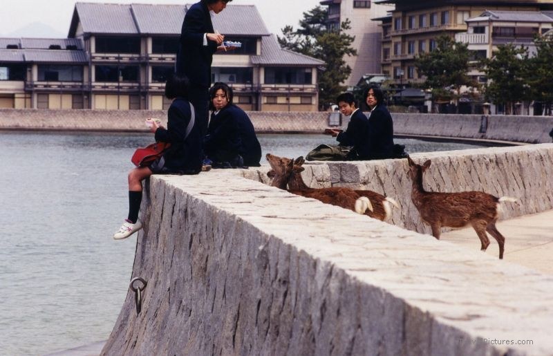 Miyajima Island deer sitting